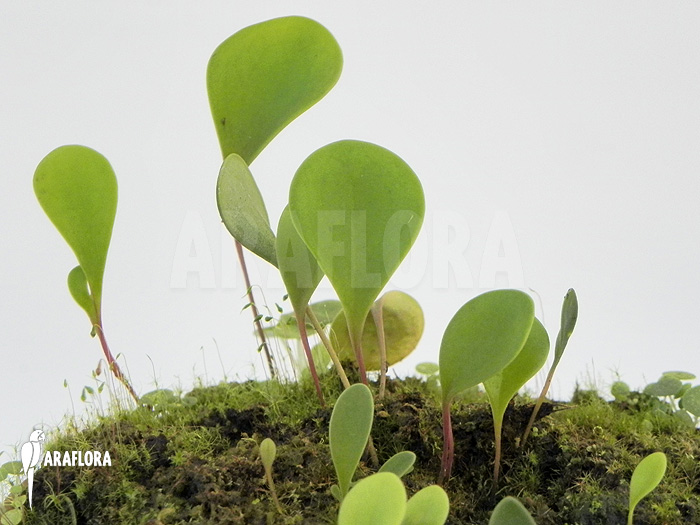 Utricularia quelchii