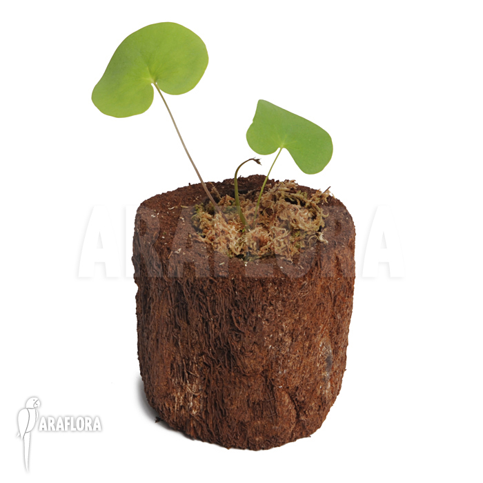 Utricularia reniformis ‚Mata Atlantica‘ ‚S‘