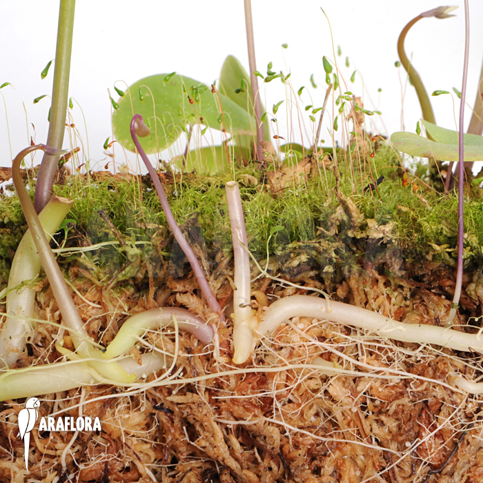 Utricularia reniformis ‚Mata Atlantica‘ ‚S‘
