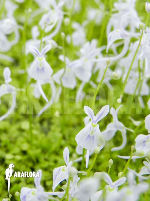 Utricularia sandersonii
