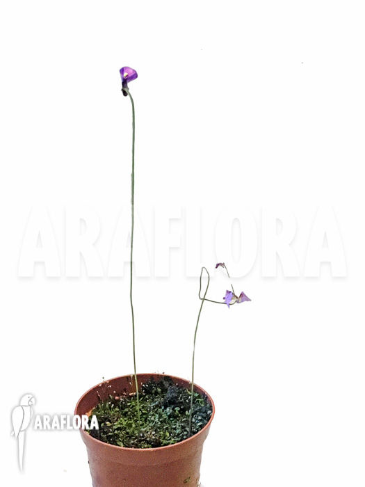 Utricularia sp. Aff. Dichotoma