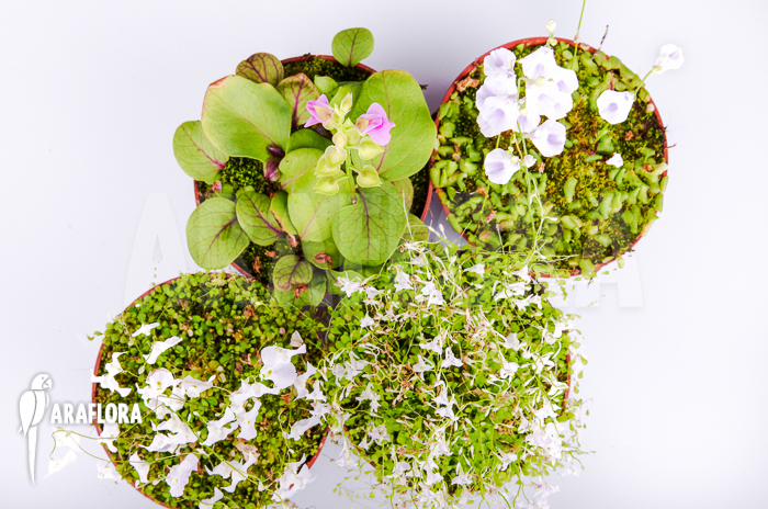 Utricularia Starter package 4