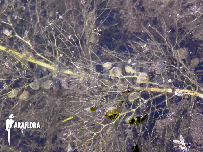 Utricularia vulgaris