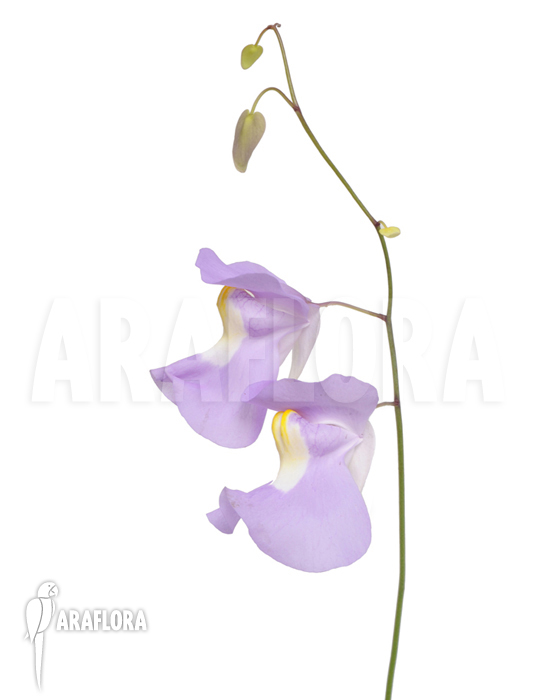 Utricularia x alpina x humboldtii ‚Nudlinger Flair‘