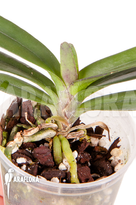 Vanda ampullacea