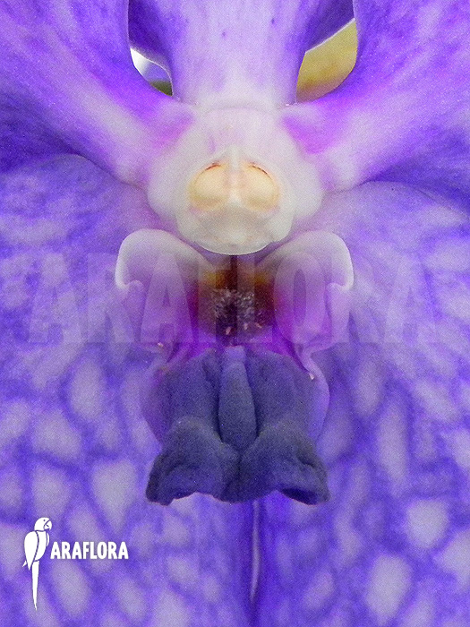Vanda x ‚Blue Magic‘
