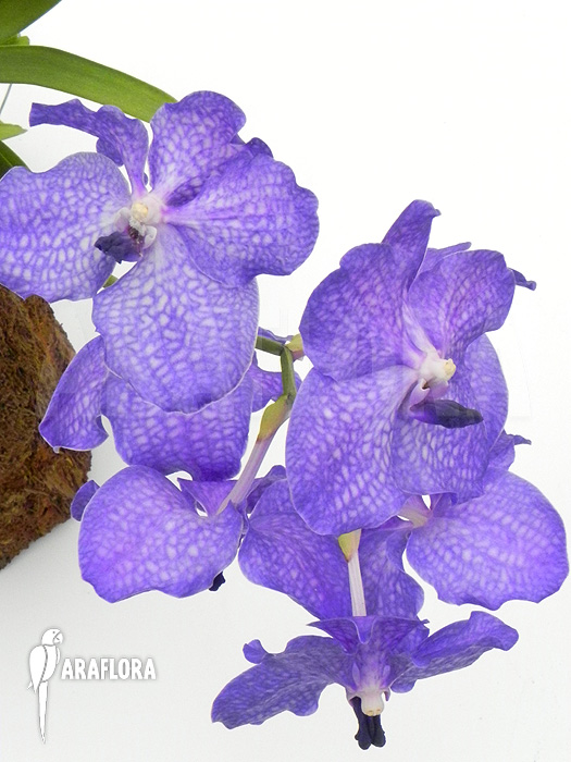 Vanda x ‚Blue Magic‘