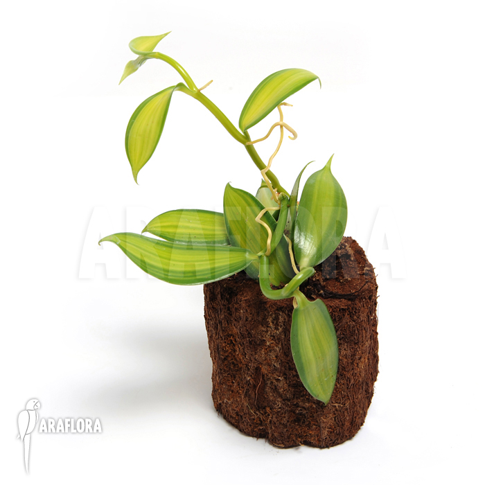 Vanilla planifolia variegated ‚Vanilla orchid‘