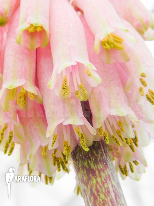 Veltheimia bracteata