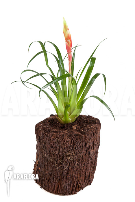 Vriesea ‚Astrid‘