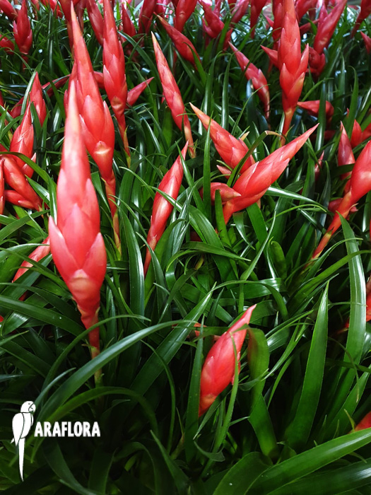 Vriesea ‚Astrid‘