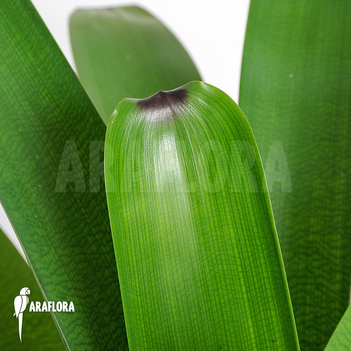 Vriesea bituminosa  ‚L‘