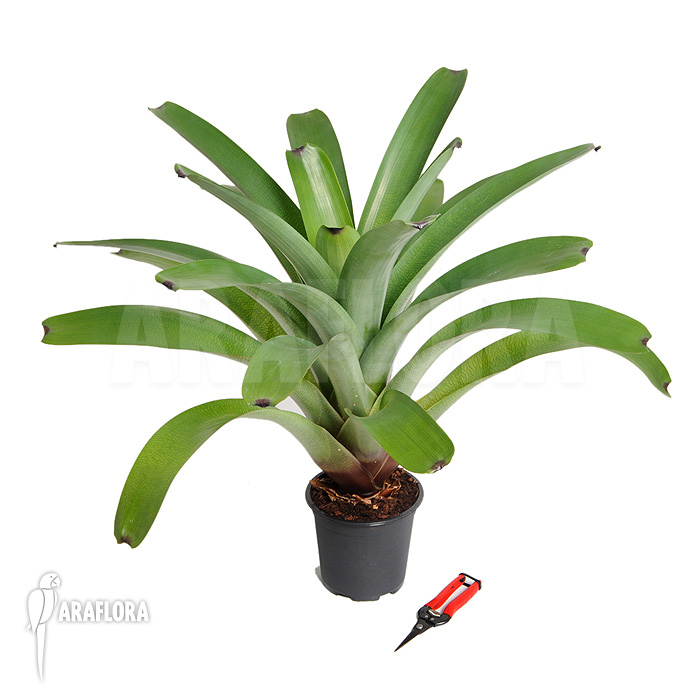 Vriesea bituminosa  ‚L‘