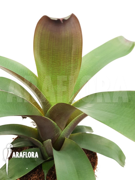 Vriesea bituminosa  ‚M‘