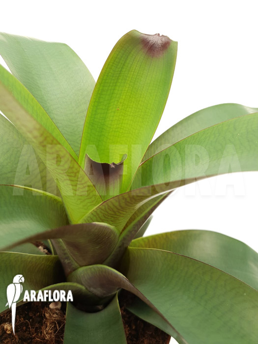 Vriesea bituminosa  ‚M‘