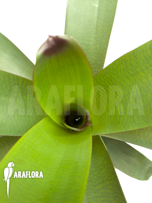 Vriesea bituminosa  ‚M‘