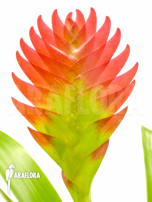 Vriesea erythrodactylon