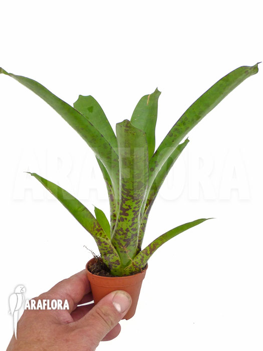 Vriesea fenestralis ‚Starter‘