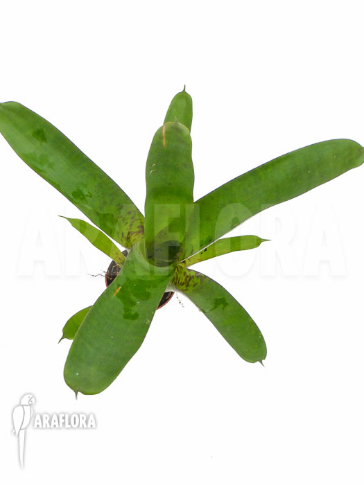 Vriesea fenestralis ‚Starter‘