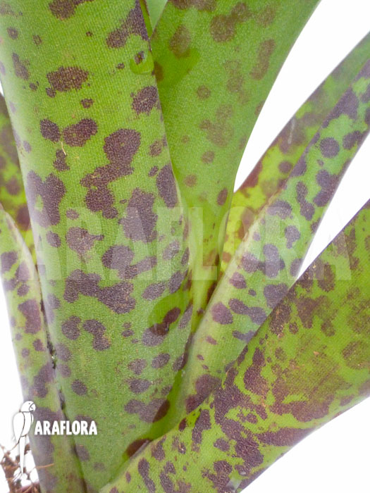 Vriesea fenestralis ‚Starter‘