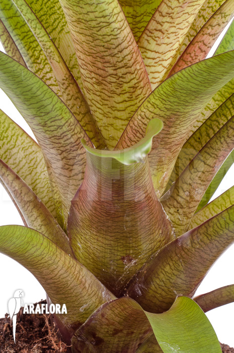 Vriesea fosteriana b