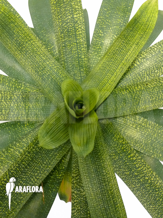 Vriesea gigantea ‚XL‘