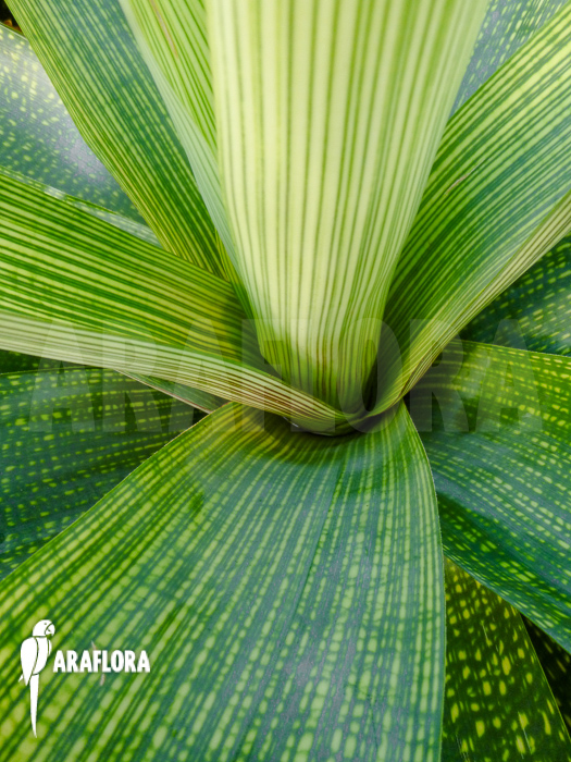 Vriesea gigantea ‚XL‘ close up