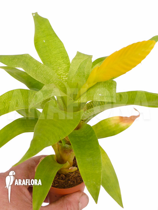 Vriesea ospinae Starter