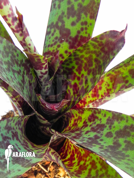 Vriesea pardalina ‚Lacy‘