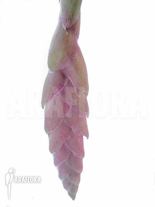 Vriesea pardalina ‚Lacy‘