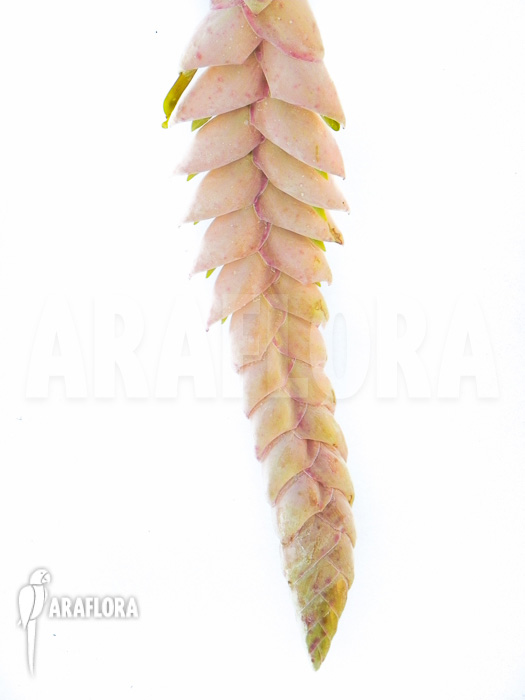 Vriesea pardalina ‚Lacy‘