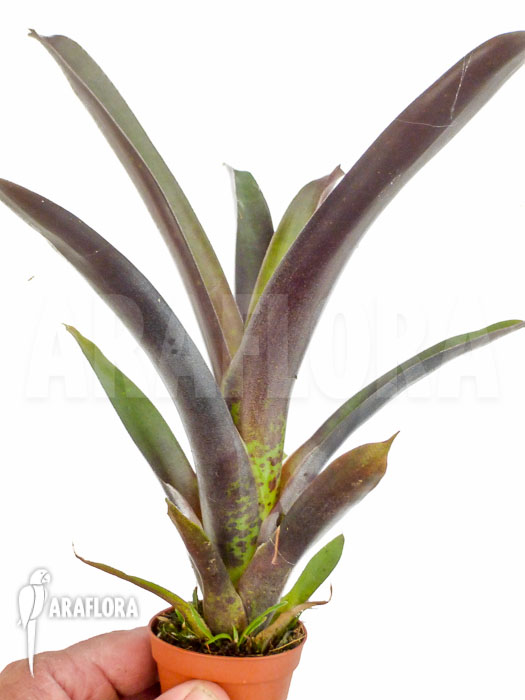 Vriesea sanguinolenta ‚Starter‘