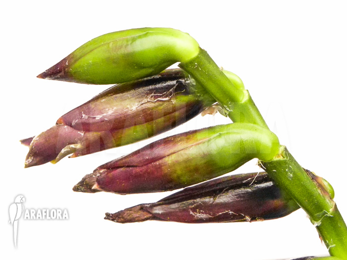 Vriesea sanguinolenta