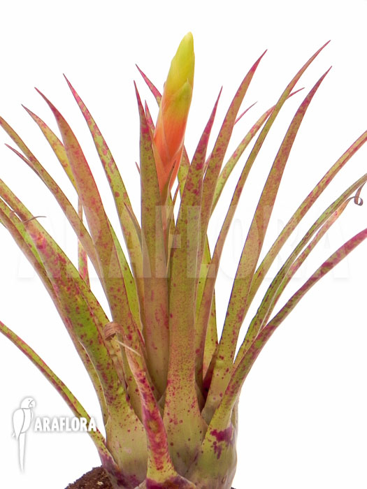 Vriesea species ‚Spotted‘