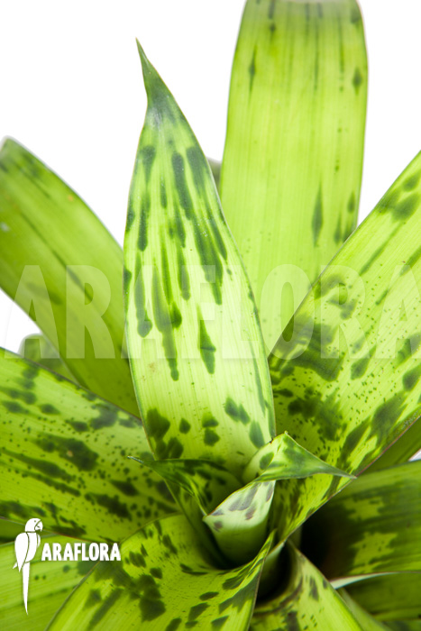 Vriesea striped ’nr 08130′