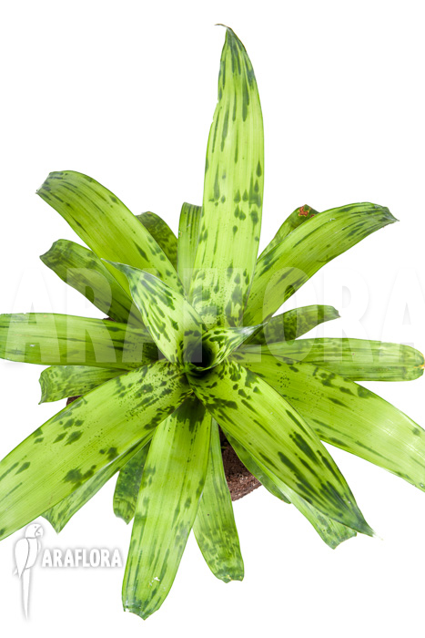 Vriesea striped ’nr 08130′