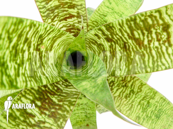 Vriesea x green striped