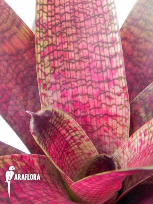 Vriesea x red chestnut