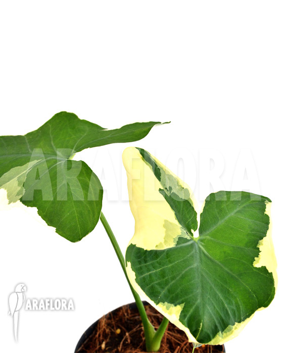 Xanthosoma albo marginata ‚Mickey Mouse‘