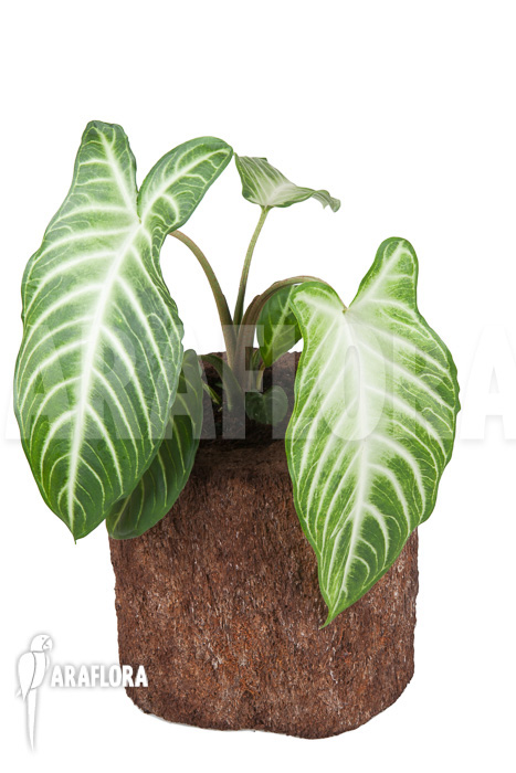 Xanthosoma lindenii ‚M‘