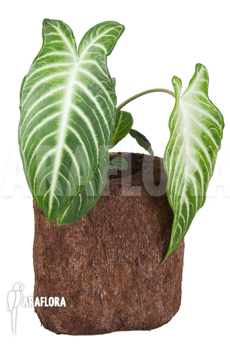 Xanthosoma lindenii ‚M‘