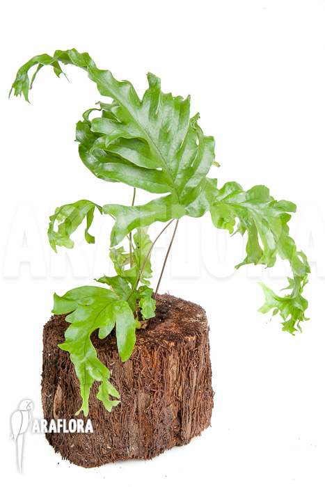 xPhlebosia Nicolas Diamond (Phlebodium x Pyrrosia) ‚Starter‘