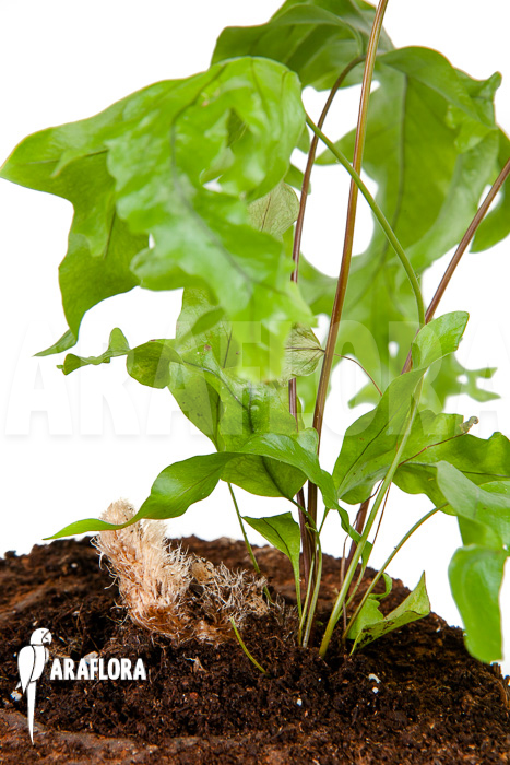 xPhlebosia Nicolas Diamond (Phlebodium x Pyrrosia) ‚Starter‘