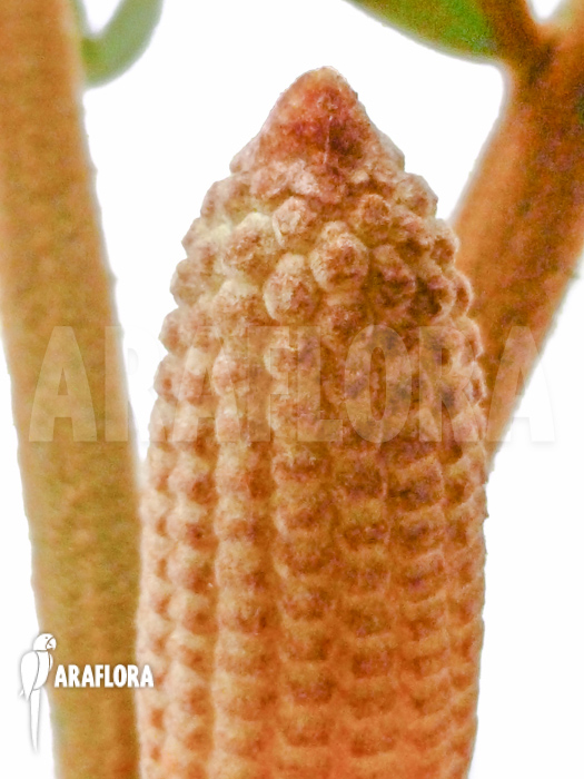 Zamia furfuracea flower detail