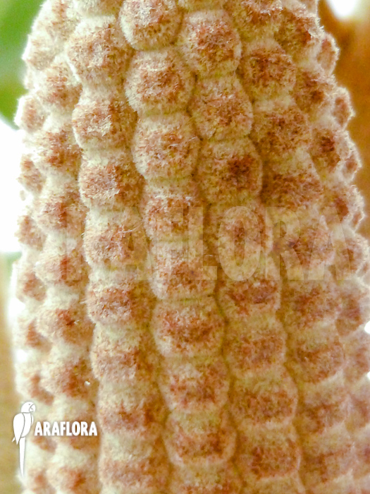 Zamia furfuracea flower detail