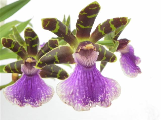 Zygopetalum Rhein Blue Baby  ‚A‘
