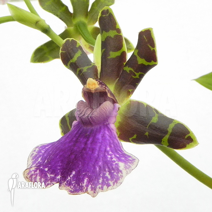 Zygopetalum Rhein Blue Baby ‚A‘