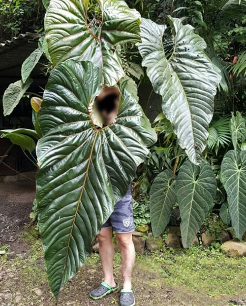Anthurium decipiens ‚example‘