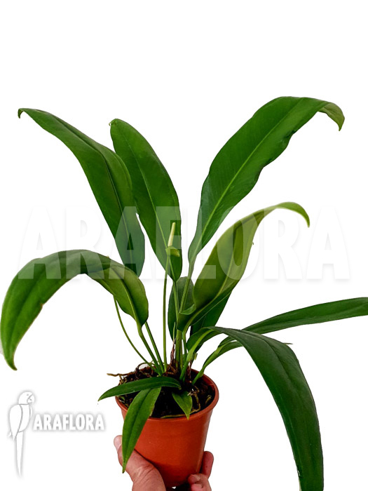 Anthurium bakerii