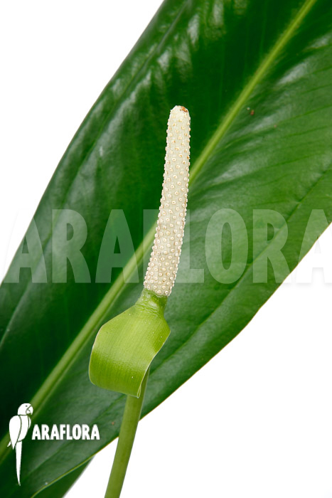 Anthurium bakerii flower